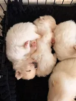 Pomeranian 2 girls, a female Pomeranian for sale in Lawrenceville, GA – Photo 5 of 5