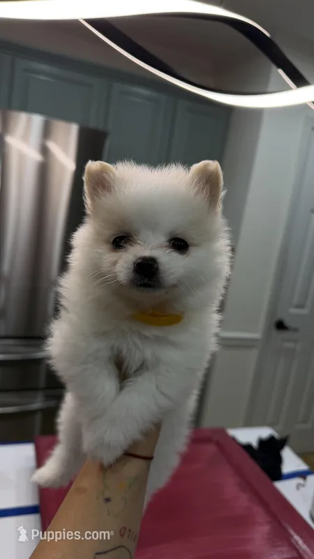 Pomeranian 2 girls – Pomeranian puppy for sale in Lawrenceville, GA