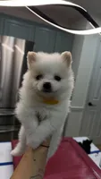Pomeranian girls, a female Pomeranian for sale in Lawrenceville, GA – 1 of 4