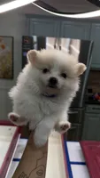 Pomeranian girls, a female Pomeranian for sale in Lawrenceville, GA – 4 of 4