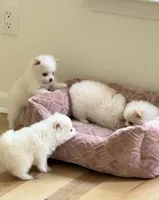 Pomeranian 2 girls, a female Pomeranian for sale in Lawrenceville, GA – Photo 2 of 5