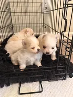 Pomeranian 2 girls, a female Pomeranian for sale in Lawrenceville, GA – Photo 4 of 5