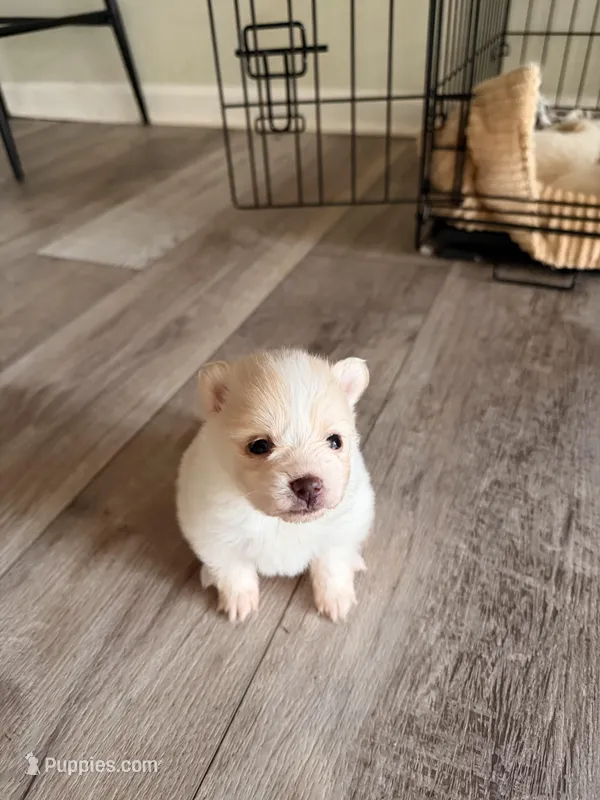 Pomeranian 2 girls, a female Pomeranian for sale in Lawrenceville, GA – Photo 1 of 5