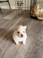 Pomeranian 2 girls, a female Pomeranian for sale in Lawrenceville, GA – Photo 1 of 5