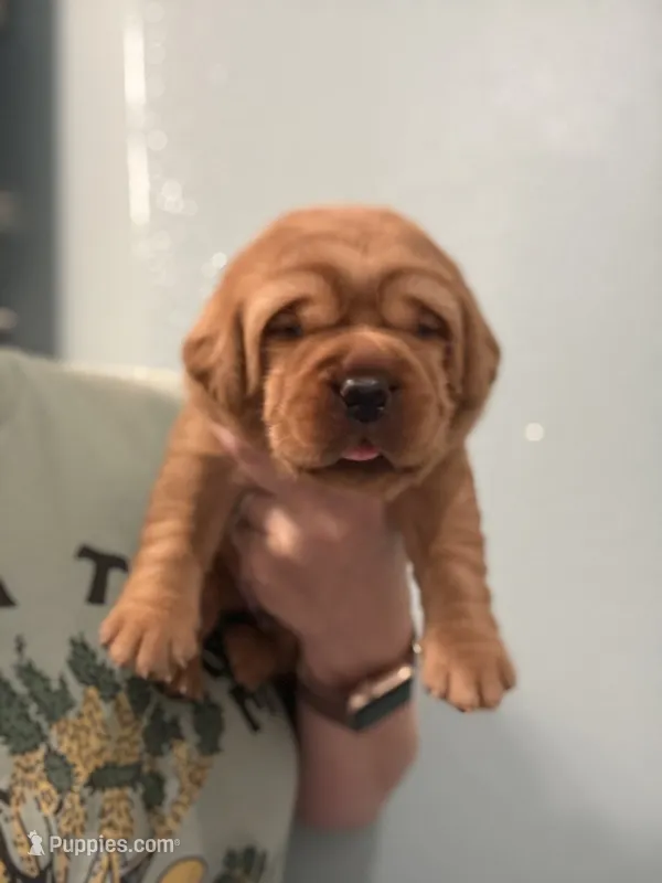 AKC Labrador Retrievers - FOX RED!!! – Labrador Retriever puppy for sale in Pensacola, FL