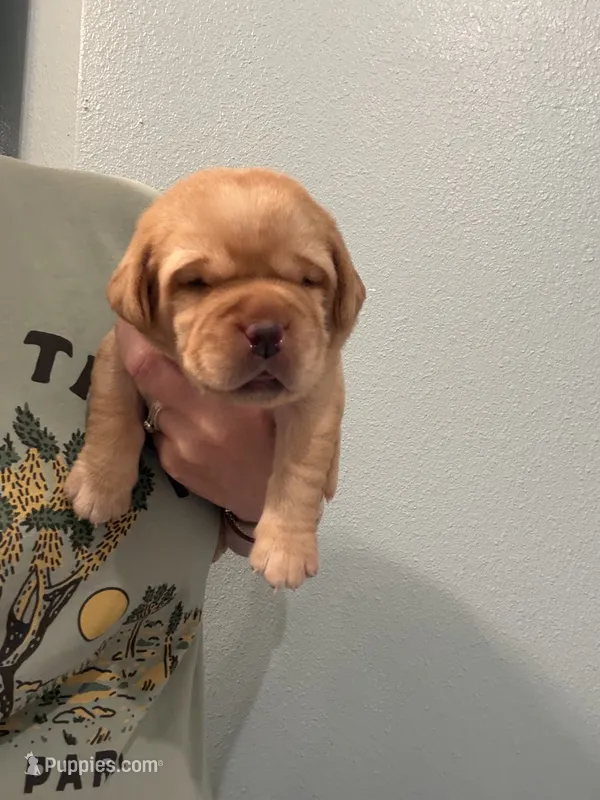 AKC Labrador Retrievers - FOX RED!!! – Labrador Retriever puppy for sale in Pensacola, FL