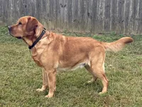 AKC Labrador Retrievers - FOX RED!!!, a male Labrador Retriever for sale in Pensacola, FL – 4 of 4