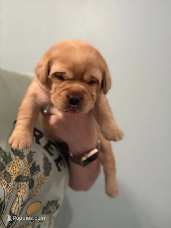 AKC Labrador Retrievers - FOX RED!!! – Labrador Retriever puppy for sale in Pensacola, FL