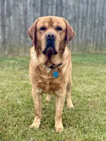AKC Labrador Retrievers - FOX RED!!!, a male Labrador Retriever for sale in Pensacola, FL – 2 of 4