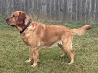 AKC Labrador Retrievers - FOX RED!!!, a  Labrador Retriever for sale in Pensacola, FL – Photo 2 of 4