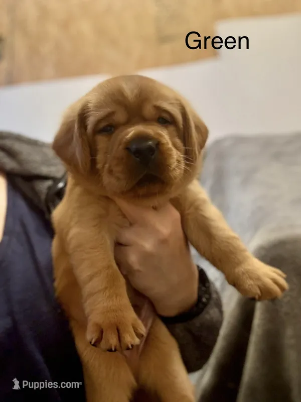 AKC Labrador Retrievers - FOX RED!!! – Labrador Retriever puppy for sale in Pensacola, FL