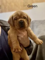 AKC Labrador Retrievers - FOX RED!!!, a male Labrador Retriever for sale in Pensacola, FL – 1 of 4