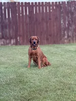 AKC Labrador Retrievers - FOX RED!!!, a  Labrador Retriever for sale in Pensacola, FL – Photo 3 of 3