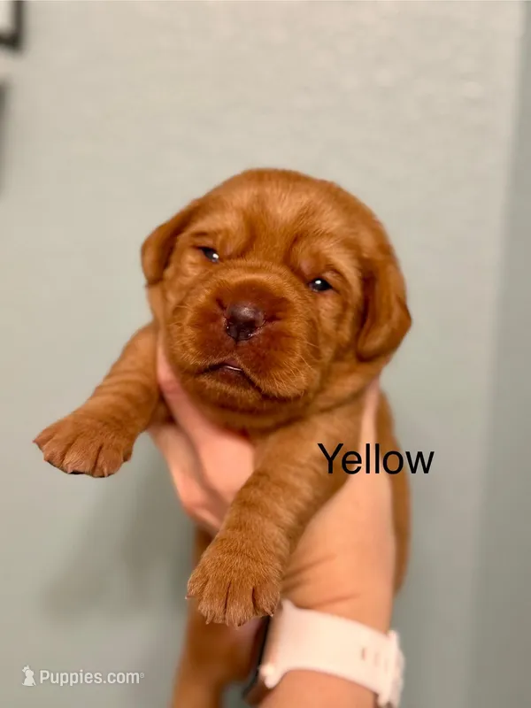 AKC Labrador Retrievers - FOX RED!!! – Labrador Retriever puppy for sale in Pensacola, FL