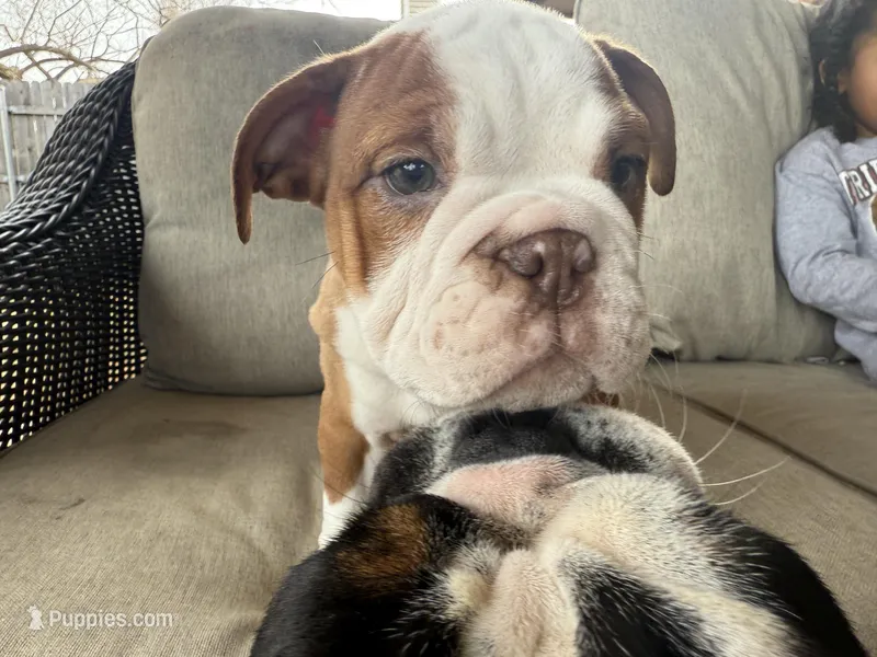 English bulldog , a male English Bulldog for sale in Oklahoma City, OK – Photo 1 of 5