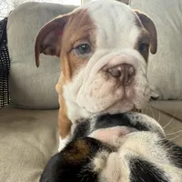 English bulldog , a male English Bulldog for sale in Oklahoma City, OK – Photo 1 of 5