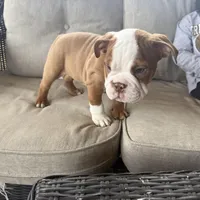 English bulldog , a male English Bulldog for sale in Oklahoma City, OK – Photo 4 of 5