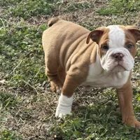 English bulldog , a male English Bulldog for sale in Oklahoma City, OK – Photo 2 of 5