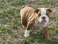 English bulldog , a male English Bulldog for sale in Oklahoma City, OK – Photo 2 of 5