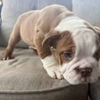 English bulldog , a male English Bulldog for sale in Oklahoma City, OK – Photo 3 of 5