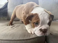 English bulldog , a male English Bulldog for sale in Oklahoma City, OK – Photo 3 of 5