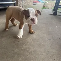 English bulldog , a male English Bulldog for sale in Oklahoma City, OK – Photo 5 of 5