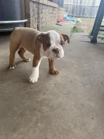 English bulldog , a male English Bulldog for sale in Oklahoma City, OK – Photo 5 of 5