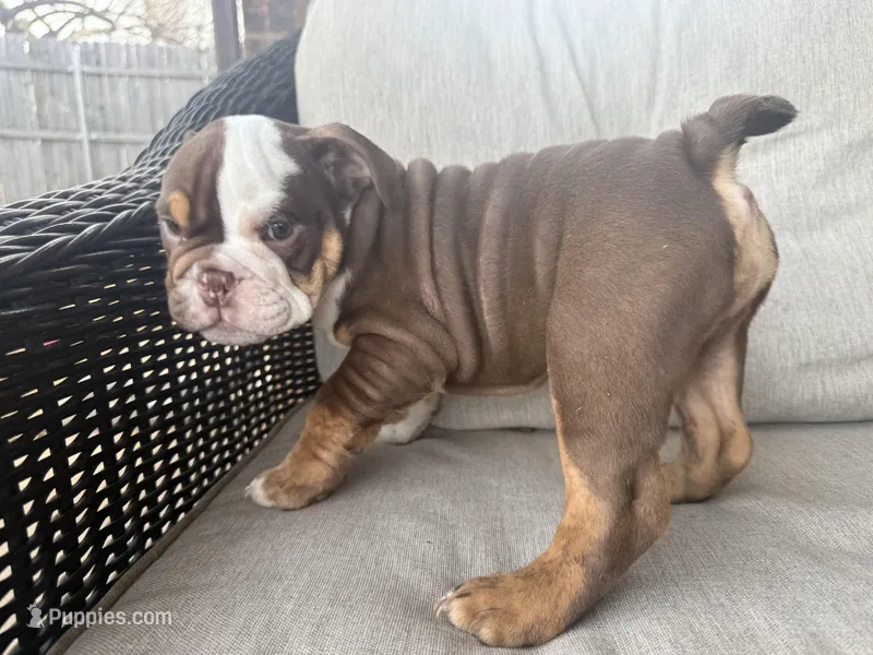 English bulldog , a male English Bulldog for sale in Oklahoma City, OK – Photo 1 of 4