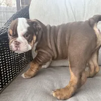 English bulldog , a male English Bulldog for sale in Oklahoma City, OK – Photo 1 of 4