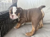 English bulldog , a male English Bulldog for sale in Oklahoma City, OK – Photo 1 of 4