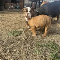 English bulldog , a male English Bulldog for sale in Oklahoma City, OK – Photo 4 of 4