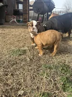 English bulldog , a male English Bulldog for sale in Oklahoma City, OK – Photo 4 of 4