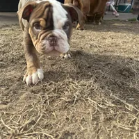 English bulldog , a male English Bulldog for sale in Oklahoma City, OK – Photo 3 of 4