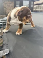 English bulldog , a male English Bulldog for sale in Oklahoma City, OK – Photo 2 of 4