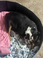 English bulldog, a  English Bulldog for sale in Oklahoma City, OK – Photo 5 of 7