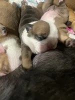 English bulldog, a  English Bulldog for sale in Oklahoma City, OK – Photo 2 of 7