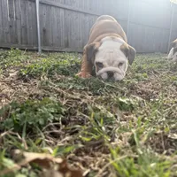 English bulldog, a female English Bulldog for sale in Oklahoma City, OK – Photo 1 of 5
