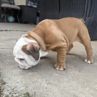 English bulldog, a female English Bulldog for sale in Oklahoma City, OK – Photo 3 of 5