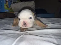 English bulldog, a  English Bulldog for sale in Oklahoma City, OK – Photo 7 of 7