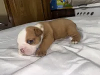 English bulldog, a  English Bulldog for sale in Oklahoma City, OK – Photo 3 of 7