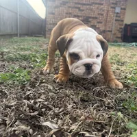 English bulldog, a female English Bulldog for sale in Oklahoma City, OK – Photo 4 of 5