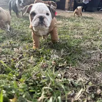 English bulldog, a female English Bulldog for sale in Oklahoma City, OK – Photo 5 of 5