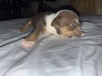 English bulldog, a  English Bulldog for sale in Oklahoma City, OK – Photo 6 of 7