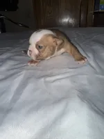 English bulldog, a  English Bulldog for sale in Oklahoma City, OK – Photo 4 of 7