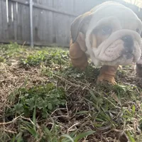 English bulldog, a female English Bulldog for sale in Oklahoma City, OK – Photo 2 of 5