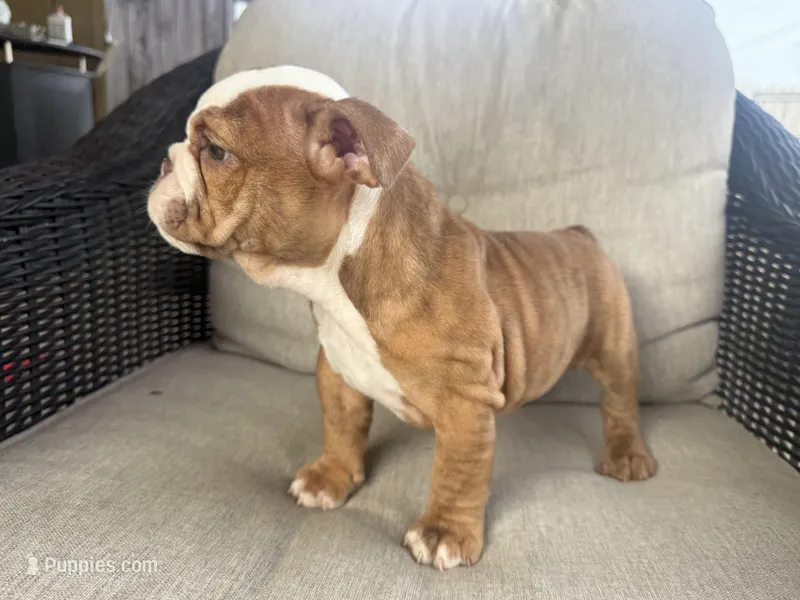 English bulldog , a female English Bulldog for sale in Oklahoma City, OK – Photo 1 of 5