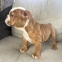 English bulldog , a female English Bulldog for sale in Oklahoma City, OK – Photo 1 of 5