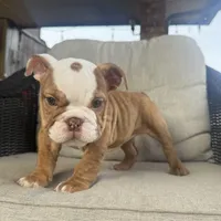 English bulldog , a female English Bulldog for sale in Oklahoma City, OK – Photo 2 of 5