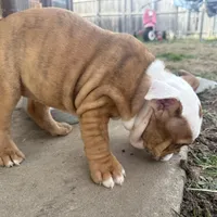 English bulldog , a female English Bulldog for sale in Oklahoma City, OK – Photo 5 of 5