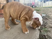 English bulldog , a female English Bulldog for sale in Oklahoma City, OK – Photo 5 of 5